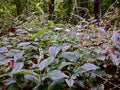 Persicaria virginiana Seeds – Woodland Knotweed Native Shade Perennial for Shade Gardens and Woodland Landscapes