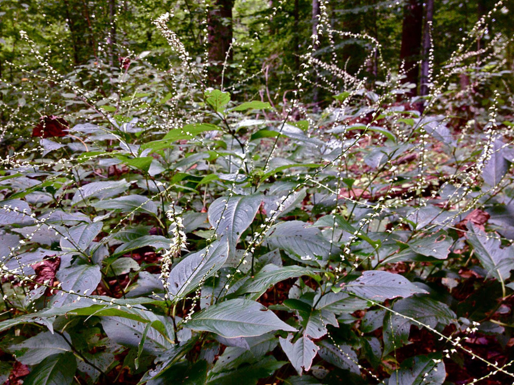 Persicaria virginiana Seeds – Woodland Knotweed Native Shade Perennial for Shade Gardens and Woodland Landscapes