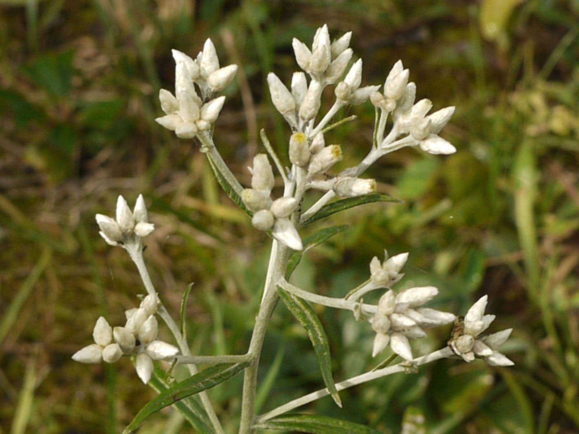 Pseudognaphalium Obtusifolium Seeds – 500 Native Sweet Everlasting Wildflower – Drought Tolerant Pollinator Plant