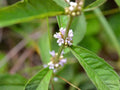 Lycopus americanus Seeds – Native American Bugleweed, Water Horehound, Wetland Perennial, Pollinator-Friendly Plant, 500 Seeds