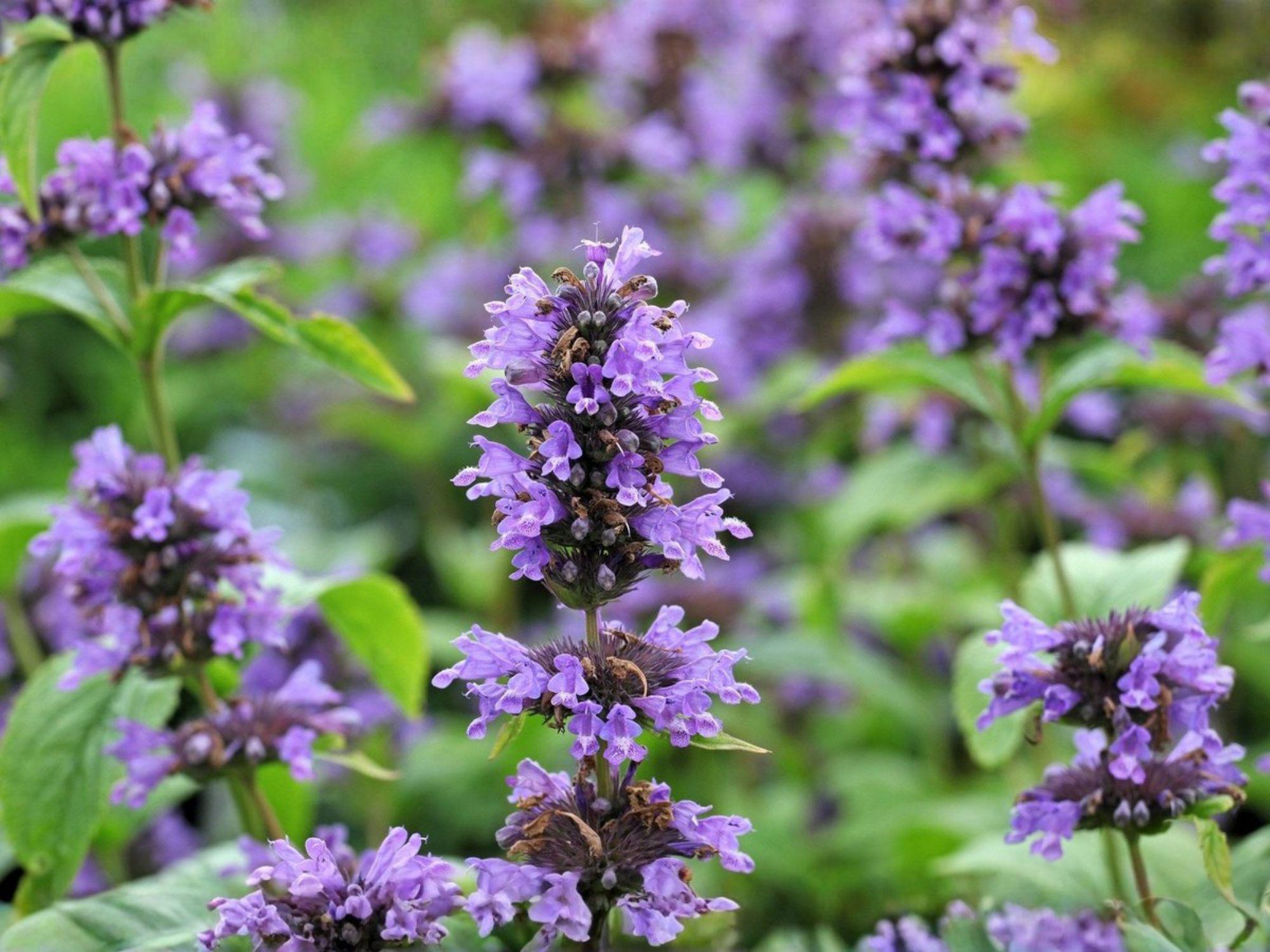 Anise Hyssop Seeds – Pollinator Herb Garden, Lavender-Blue Flowers, Agastache foeniculum, 100 Seeds