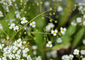 Large Flowered Water Plantain Seeds – Native Aquatic Perennial, Pollinator-Friendly, 300 Seeds – Alisma triviale for Ponds & Wetlands