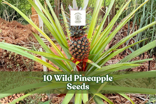 10 Wild Pineapple Seeds for Ornamental Bromeliad Planting - Bromelia pinguin, Spiny Foliage, Tropical Garden, Outdoor, Perennial