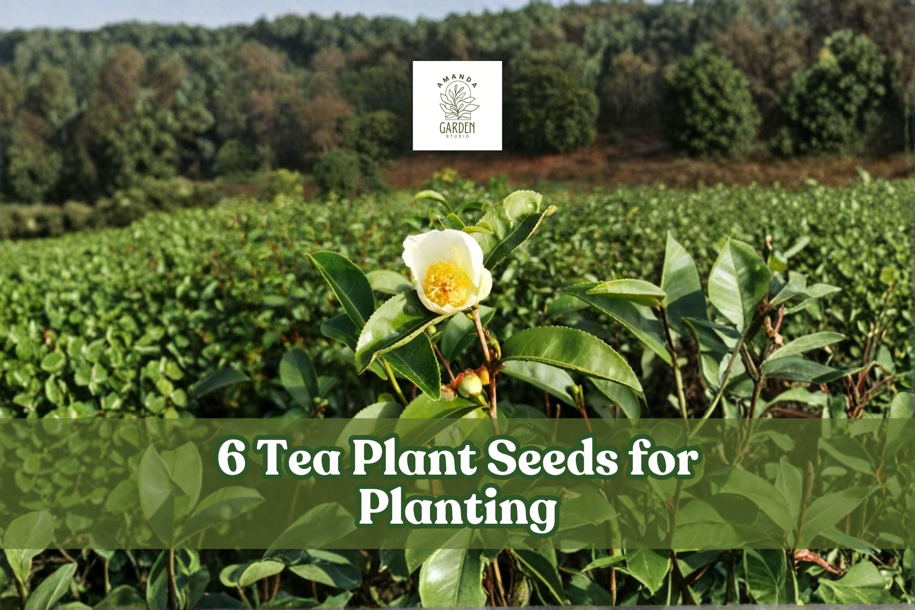 Tea Plant Seeds for Planting Camellia sinensis Evergreen Shrub, Ornamental Garden or Container Planting