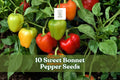 10 Sweet Bonnet Pepper Seeds – Capsicum chinense, Bonnet-Shaped Pods, Compact Plant, Garden & Container Growing