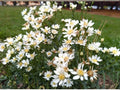 Upland White Goldenrod Seeds – Native Prairie Wildflower – Pollinator Plant – Oligoneuron album – 100 Seeds
