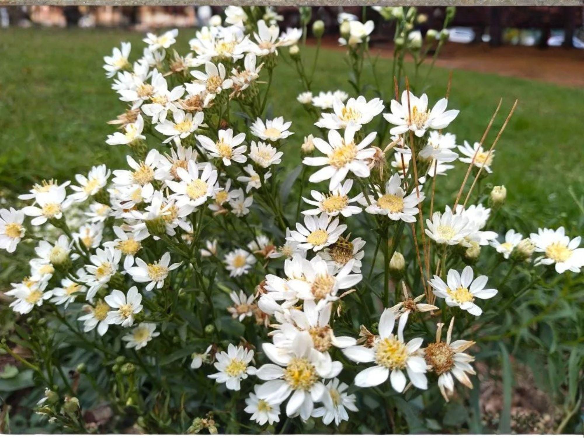 Upland White Goldenrod Seeds – Native Prairie Wildflower – Pollinator Plant – Oligoneuron album – 100 Seeds