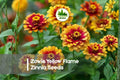 Zowie Yellow Flame Zinnia Seeds – Bi-Color Yellow and Red Blooms, Heat-Tolerant, Vibrant Garden, Cut Flower, Pollinator Attracting, Zinnia elegans