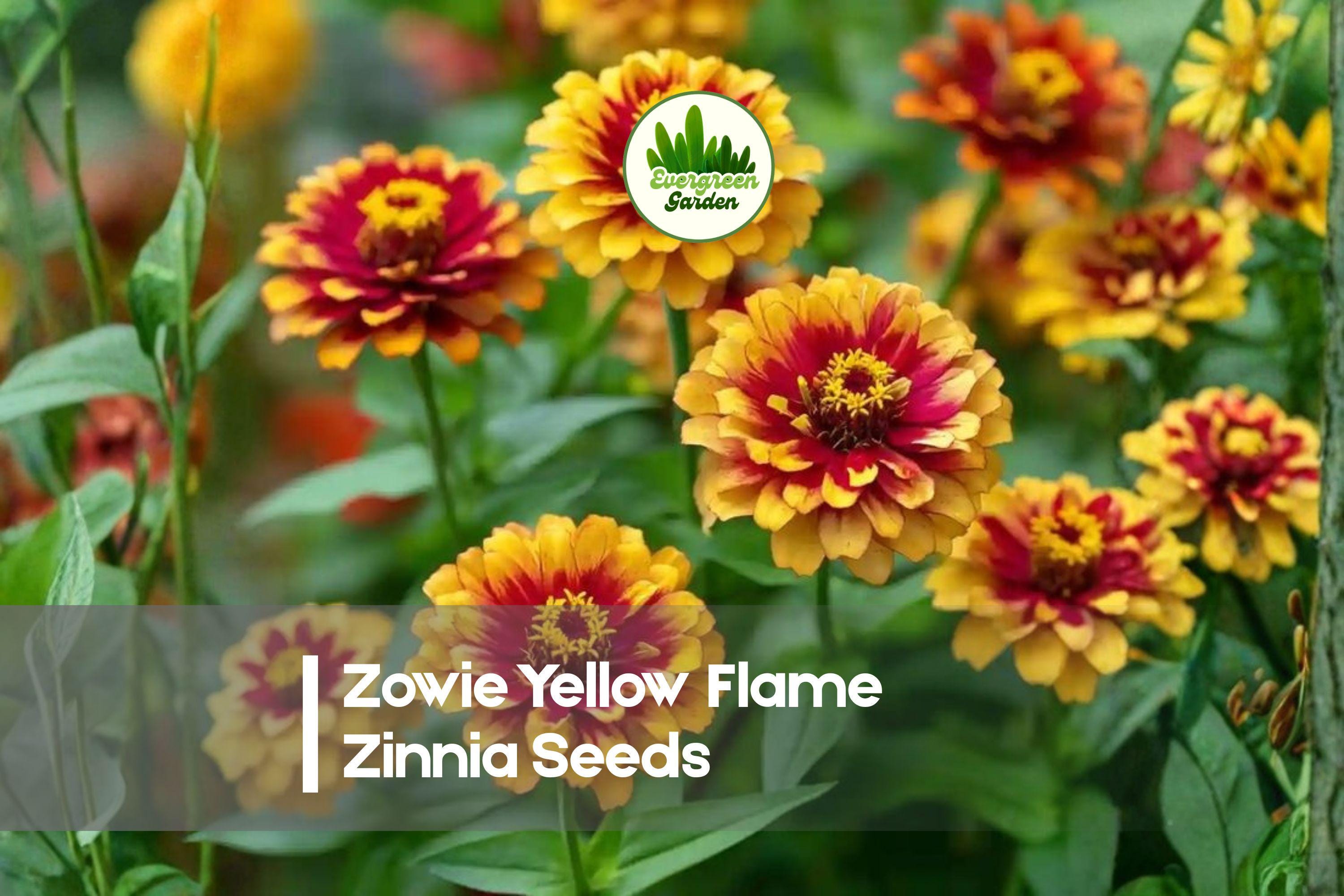 Zowie Yellow Flame Zinnia Seeds – Bi-Color Yellow and Red Blooms, Heat-Tolerant, Vibrant Garden, Cut Flower, Pollinator Attracting, Zinnia elegans