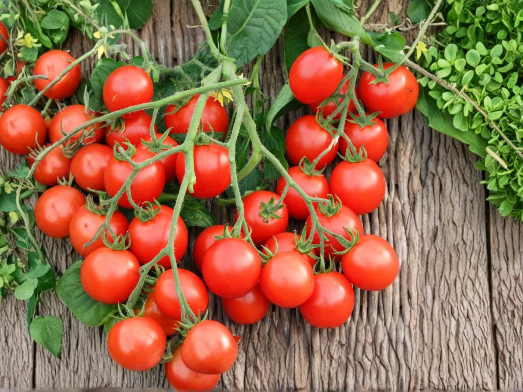 Red Cherry Tomato Seeds – Heirloom, Sweet, Indeterminate, 30 Seeds for Garden & Container Growing