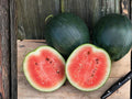 Sugar Baby Watermelon Seeds – Compact Heirloom Melon – Sweet Red Flesh – 10 Seeds for Small Gardens & Containers