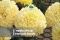 Vanilla African Marigold Seeds | 25+ Creamy White Blooms | Tagetes erecta | Garden, Borders, Bouquets