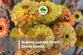 100+ Queeny Lemon Peach Zinnia Seeds | Pastel Ombré Blooms | Dahlia-Style Flowers | Annual Garden Flower