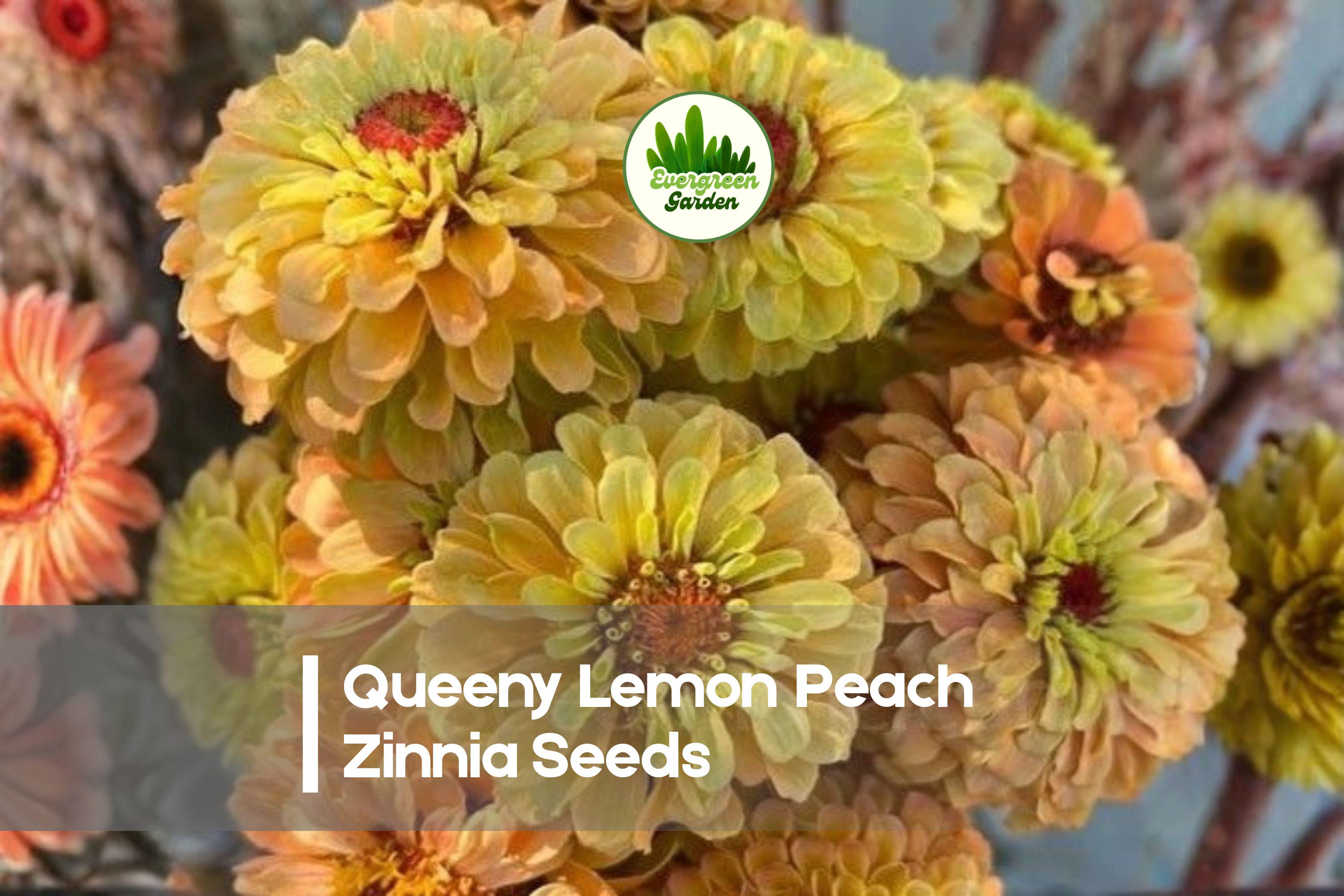 100+ Queeny Lemon Peach Zinnia Seeds | Pastel Ombré Blooms | Dahlia-Style Flowers | Annual Garden Flower