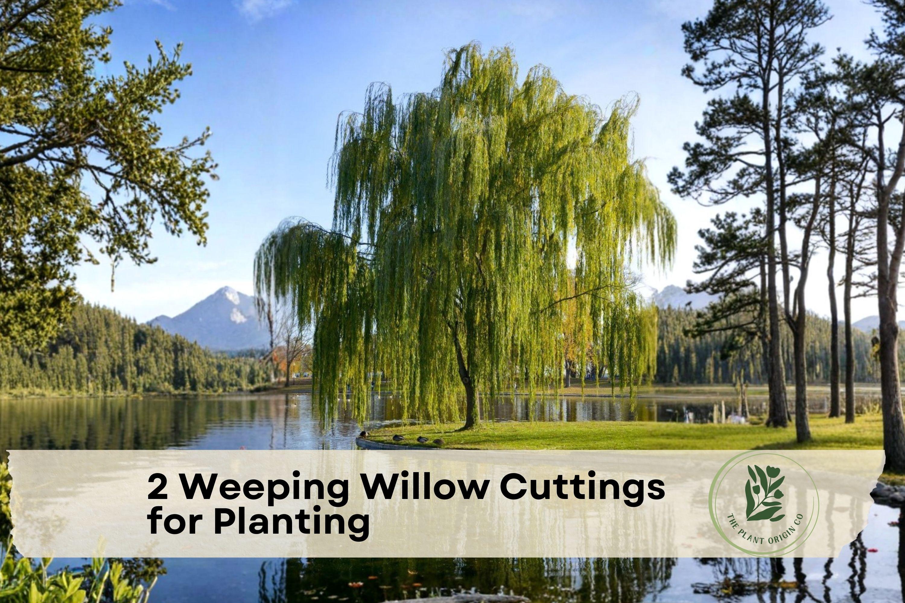 Weeping Willow Cuttings – Live Deciduous Tree, Bright Green Foliage, Salix for Planting, Fast-Growing Landscape Tree