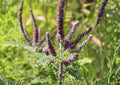 Lead Plant Seeds – Amorpha Canescens, Purple Flower Spikes, Drought Tolerant Native Prairie Shrub, 50 Seeds