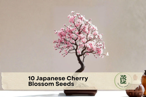 10 Japanese Cherry Blossom Seeds - Prunus Sakura Ornamental Tree for Spring Pink Blooms, Bonsai Cultivation