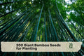 Giant Bamboo Seeds for Planting – Moso Bamboo (Phyllostachys edulis) Ornamental Grass, Perennial, Landscape, 200 Seeds