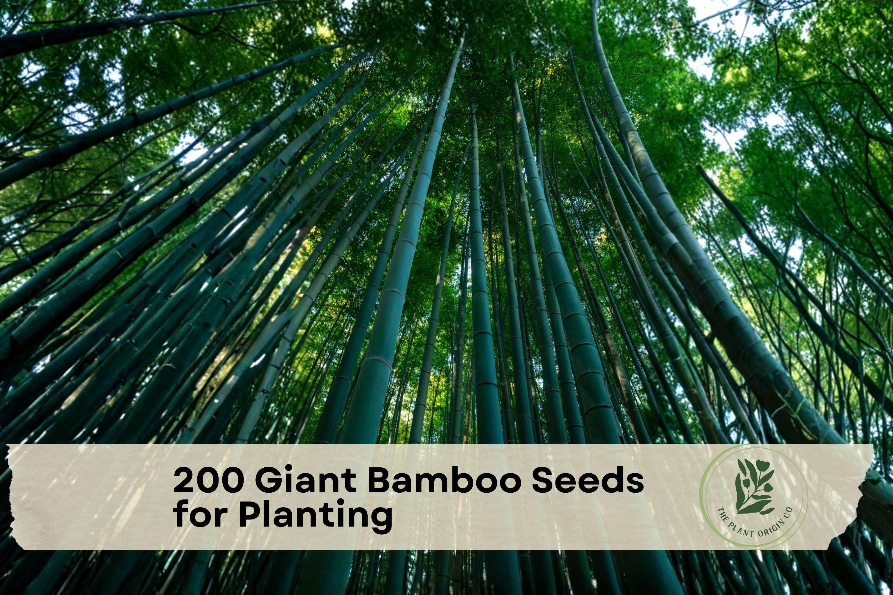 Giant Bamboo Seeds for Planting – Moso Bamboo (Phyllostachys edulis) Ornamental Grass, Perennial, Landscape, 200 Seeds