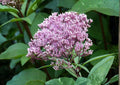 Eutrochium fistulosum Hollow Joe Pye Weed Seeds | Tall Native Pink Purple Wetland Perennial for Pollinator Gardens
