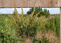Water Dock Seeds – Native Wetland Perennial for Rain Gardens & Pond Margins, Rumex orbiculatus, Large Rounded Foliage