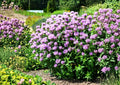 Wild Bergamot Seeds - Lavender Bee Balm, Pollinator-Friendly Perennial, Monarda fistulosa, 100 Seeds