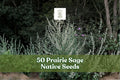 Purple Carpet Sedum Seeds – Ground Cover, Perennial, Sedum spurium ‘Coccineum’, Rose Pink Flowers, Low-Growing, Rock Gardens, Edging