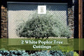 White Poplar Tree Cuttings – 2 Live Deciduous Ornamental Plants with Silver Foliage – Populus alba