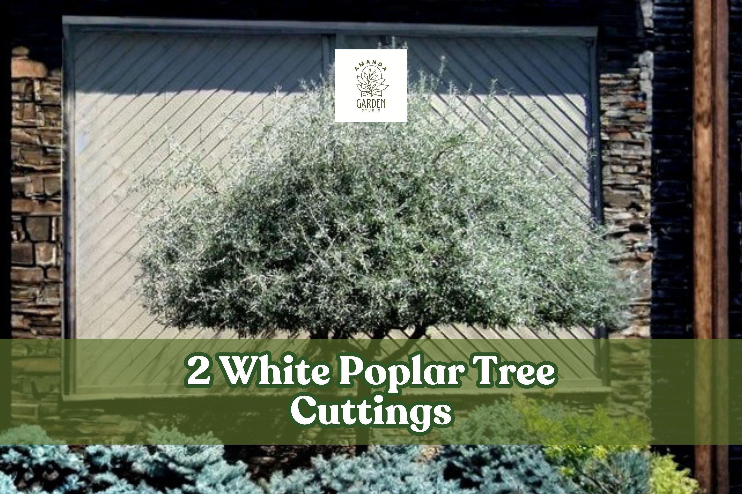 White Poplar Tree Cuttings – 2 Live Deciduous Ornamental Plants with Silver Foliage – Populus alba