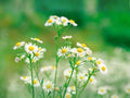 Boltonia Asteroides Seeds – Native White Wildflower, Pollinator Plant, Perennial, Late-Season Blooms, Bees & Butterflies, 100 Seeds