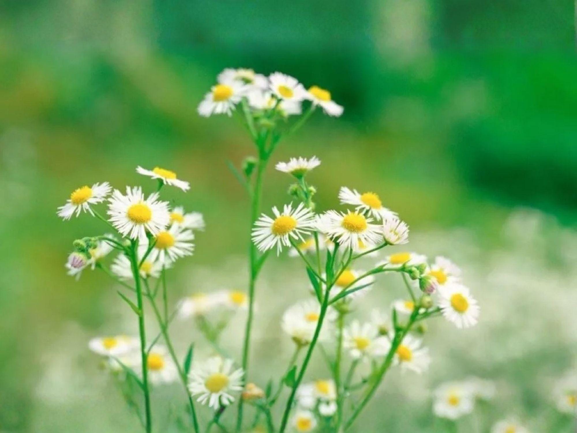 Boltonia Asteroides Seeds – Native White Wildflower, Pollinator Plant, Perennial, Late-Season Blooms, Bees & Butterflies, 100 Seeds