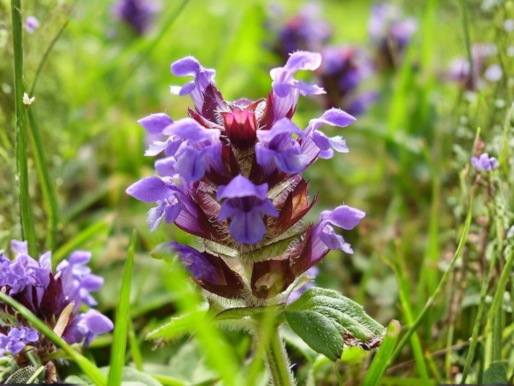 Heal All Herb Seeds – Prunella vulgaris, Medicinal Wildflower, 100 Seeds, Purple Flower, Perennial Groundcover