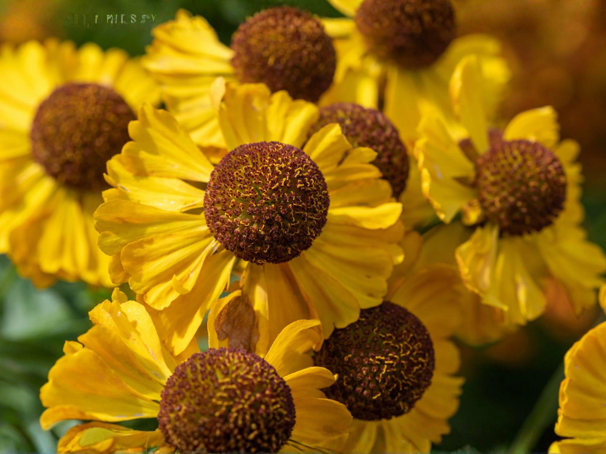 Helenium autumnale Seeds – Native Perennial Wildflower – Bright Yellow Daisy Blooms – Autumn Sneezeweed, Helen’s Flower, 100 Seeds