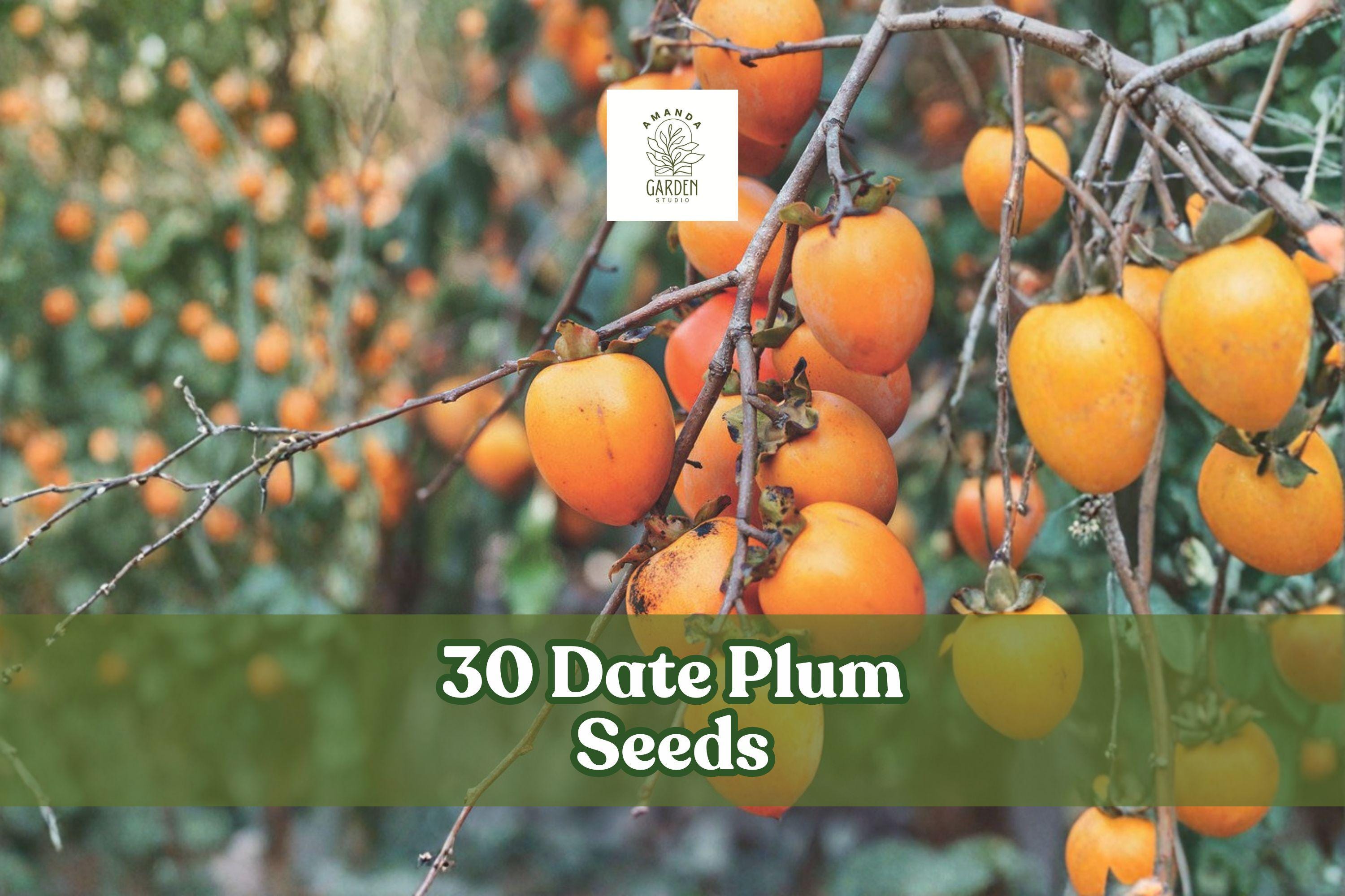 30 Diospyros lotus Date Plum Tree Seeds for Planting | Caucasian Persimmon, Ornamental & Fruit-Bearing