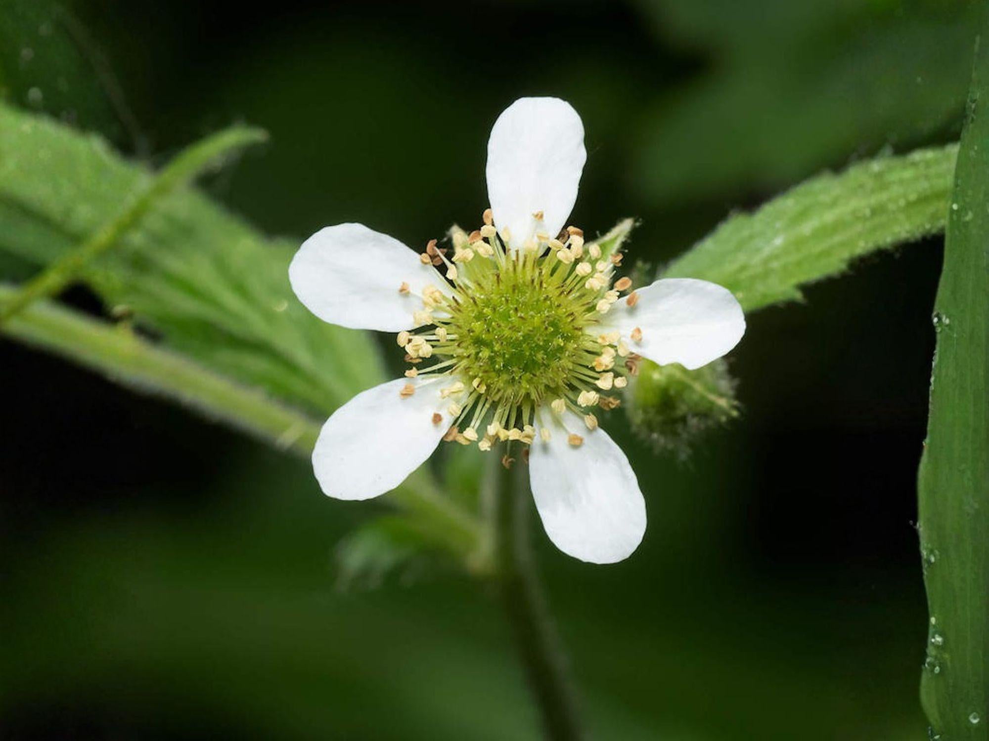 White Avens Seeds – Native Woodland Wildflower – Shade Pollinator Plant – Geum canadense – 100 Seeds