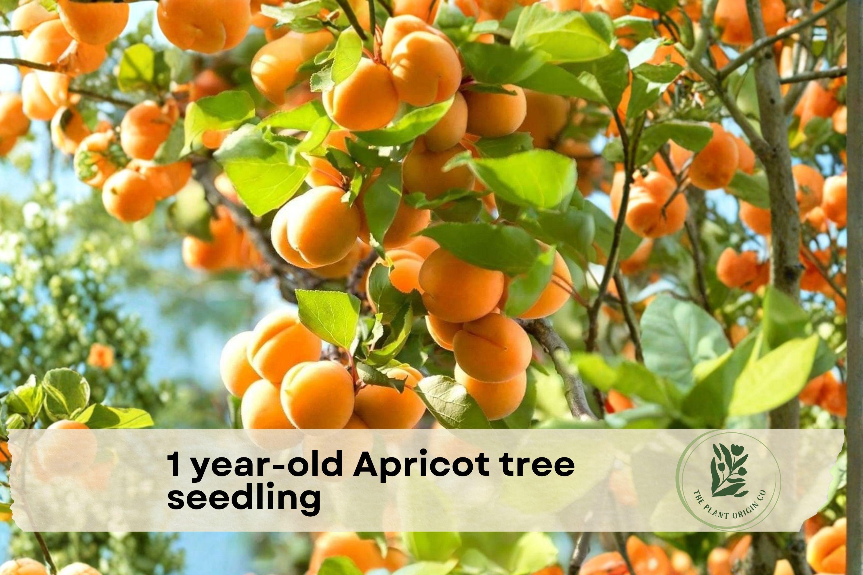Apricot Tree Seedling 1 Year Old Live Fruit Tree Prunus domestica for Outdoor Garden Planting