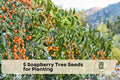 Soapberry Tree Seeds for Planting - Sapindus saponaria Wingleaf Ornamental Deciduous Tree for Warm Climates