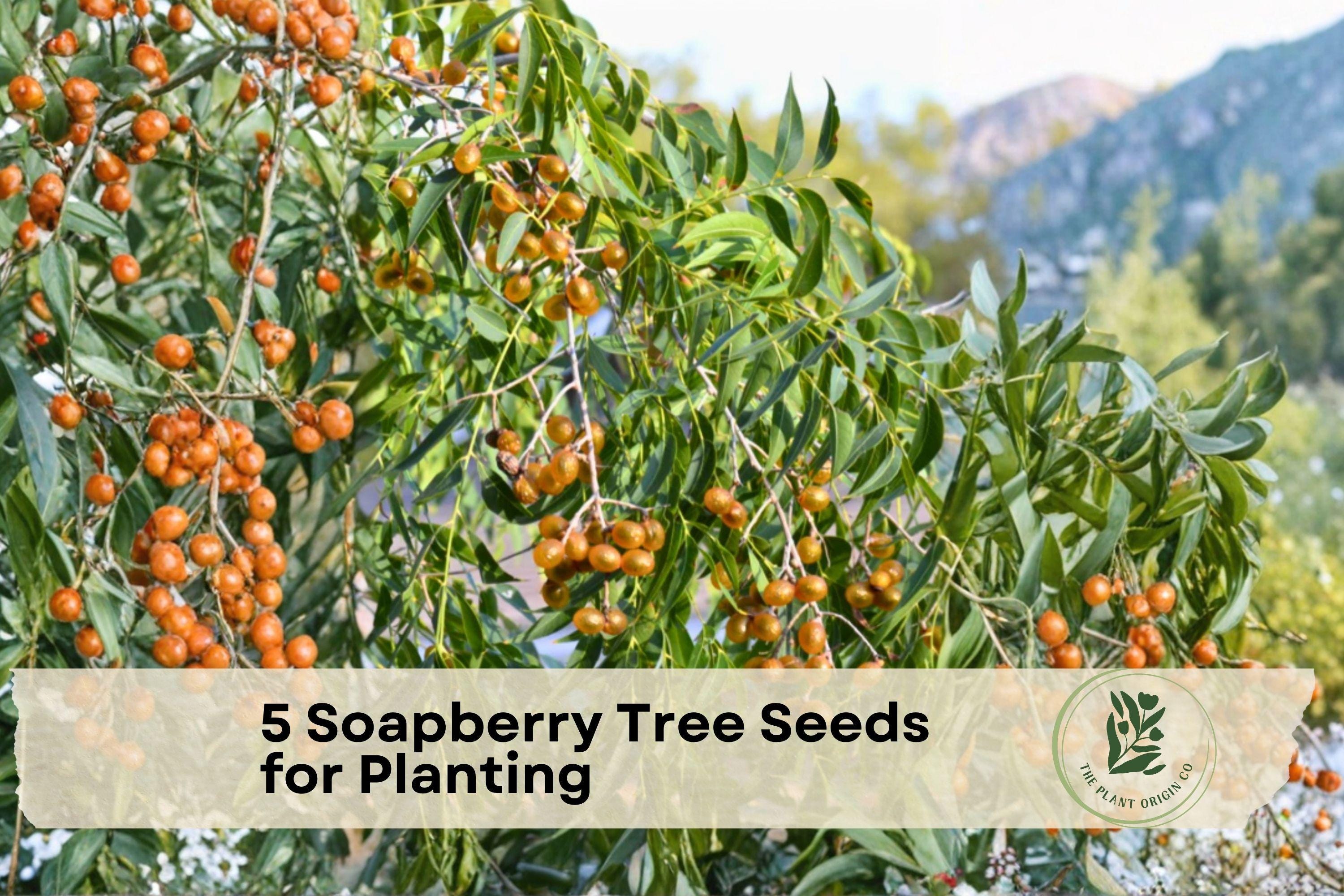 Soapberry Tree Seeds for Planting - Sapindus saponaria Wingleaf Ornamental Deciduous Tree for Warm Climates