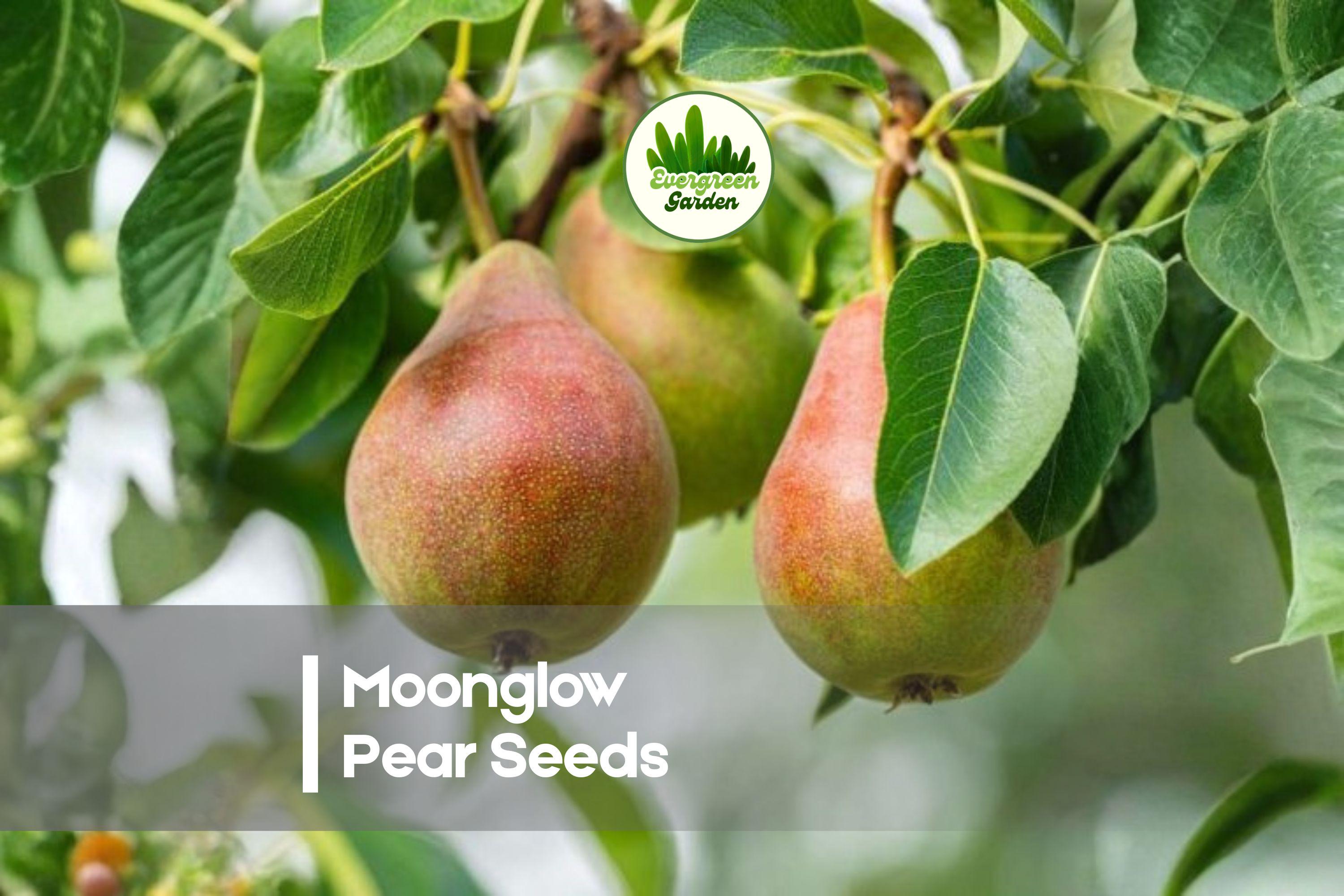 Moonglow Pear Seeds, Yellow Fruit Tree, Edible Garden, Pyrus communis, Fruit Seeds for Planting