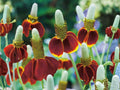 Mexican Hat Flower Seeds – Prairie Coneflower, Pollinator Garden, Native Wildflower, Drought-Tolerant Perennial, Ratibida columnifera