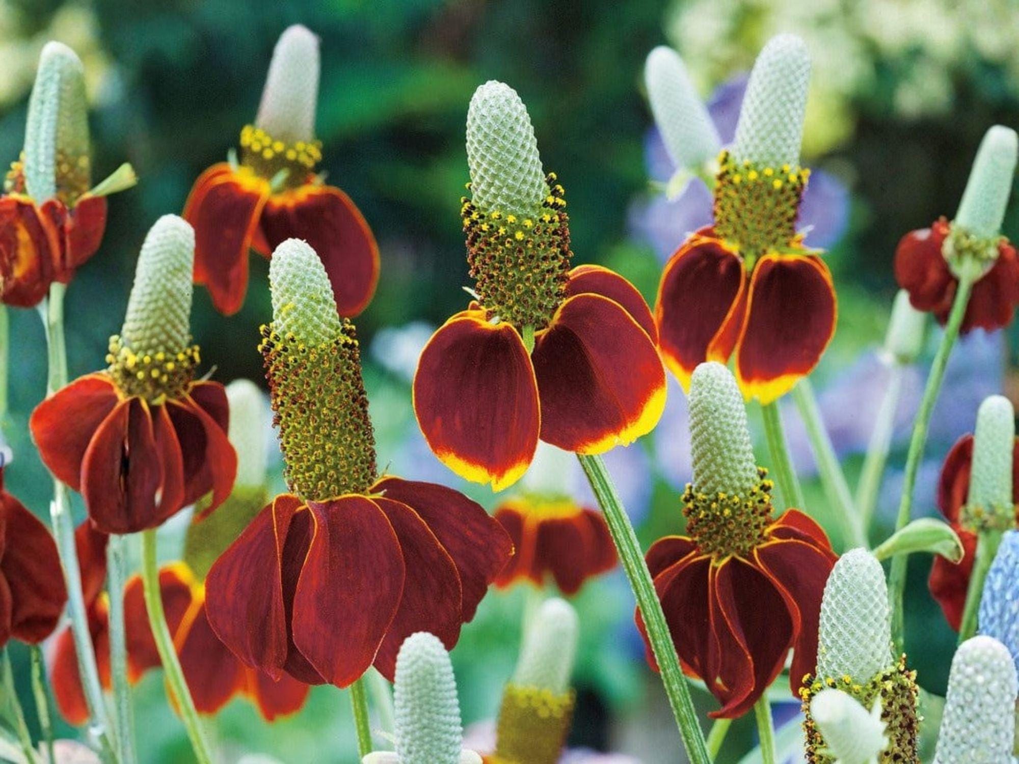 Mexican Hat Flower Seeds – Prairie Coneflower, Pollinator Garden, Native Wildflower, Drought-Tolerant Perennial, Ratibida columnifera