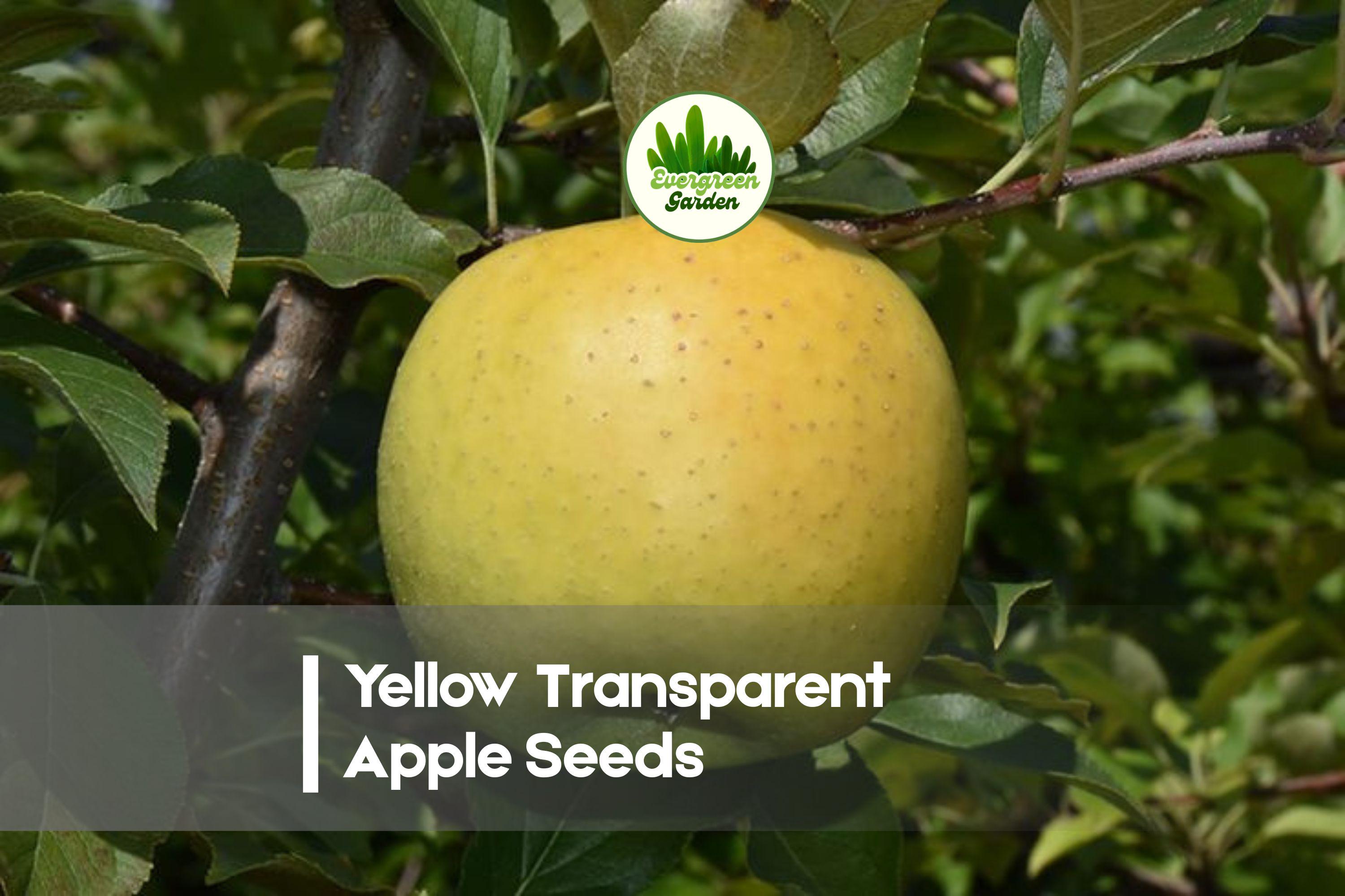 Yellow Transparent Apple Seeds – 25+ Fresh Malus domestica for Home Garden, Early-Season Pale Yellow Fruit, Reliable Growth