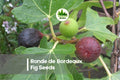 100+ Ronde de Bordeaux Fig Seeds | Ficus carica Fruit Tree for Home Garden & Container Growing