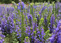 Blue Lobelia Seeds – Native Wetland Wildflower, Pollinator Garden, Lobelia siphilitica, 500 Seeds