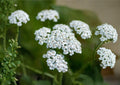 Western Yarrow Seeds – Achillea millefolium occidentalis, Native White Wildflower, Drought-Tolerant Perennial, Pollinator-Friendly, 500 Seeds