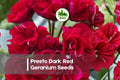 Presto Dark Red Geranium Seeds – Compact Pelargonium × hortorum, Bright Red Blooms, Easy to Grow, Perfect for Pots & Borders, 25 Seeds