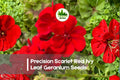 25 Precision Scarlet Red Ivy Leaf Geranium Seeds – Trailing Pelargonium peltatum for Hanging Baskets & Containers