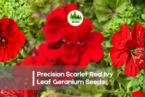 25 Precision Scarlet Red Ivy Leaf Geranium Seeds – Trailing Pelargonium peltatum for Hanging Baskets & Containers