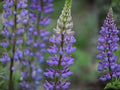 Blue Lupine Seeds - Lupinus perennis Native Wildflower for Pollinator Gardens, Meadow & Native Planting (25 Seeds)