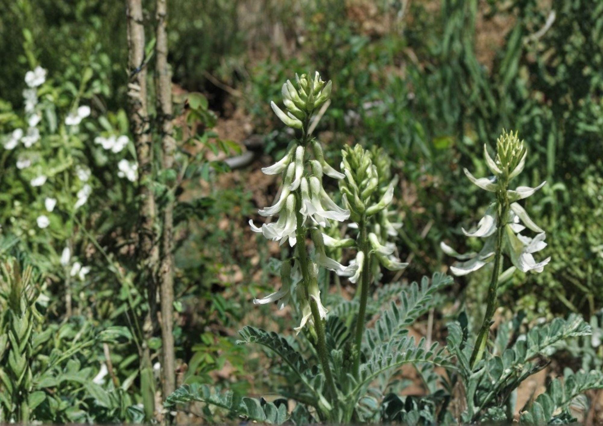Woolly Milkvetch Seeds - Astragalus drummondii Native Prairie Legume with Cream to Light Purple Flowers, Drought Tolerant, Pollinator Friendly